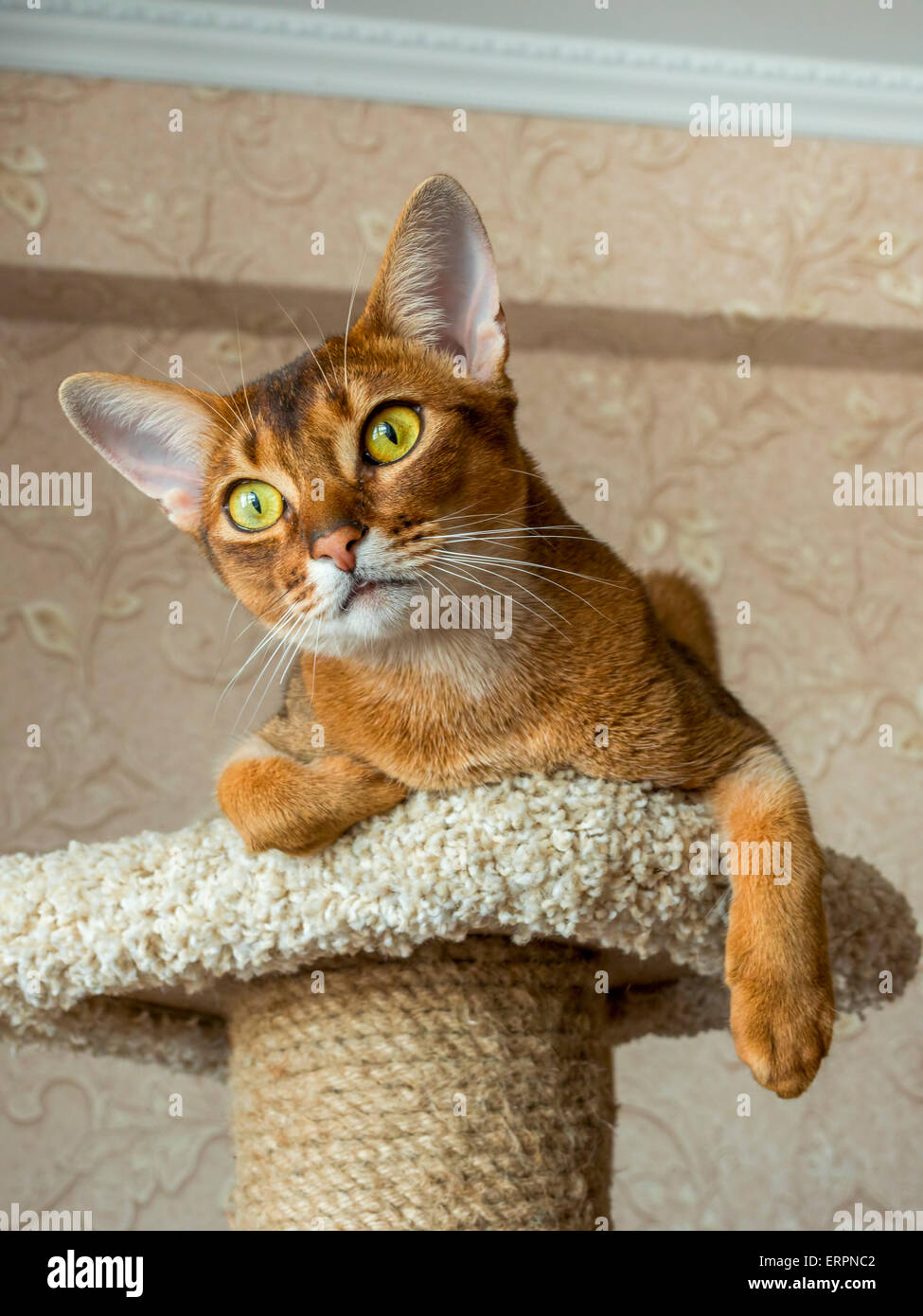 Abyssinian cat lying at cat tree furniture Stock Photo