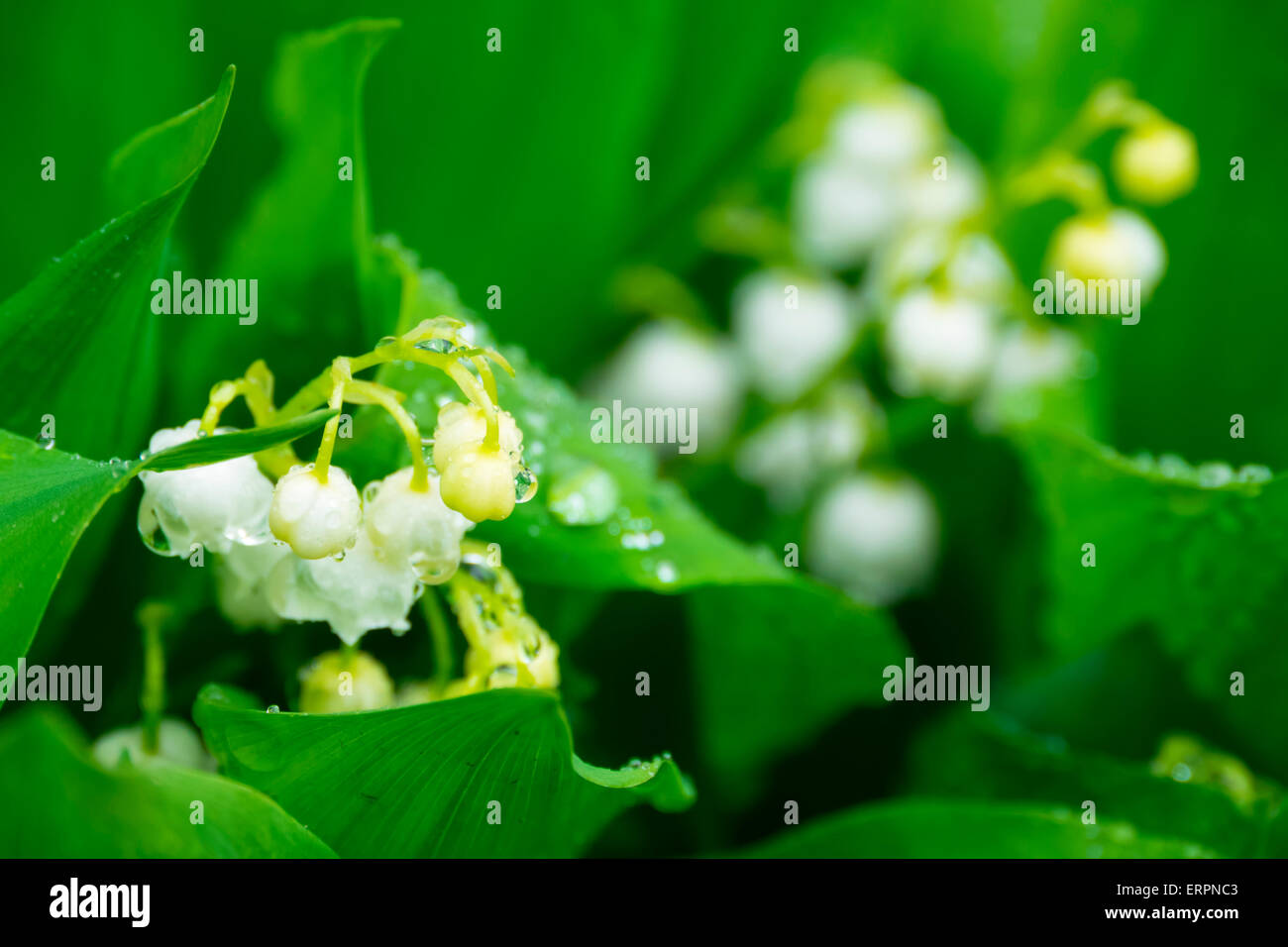 Lily of the valley bunch hi-res stock photography and images - Alamy