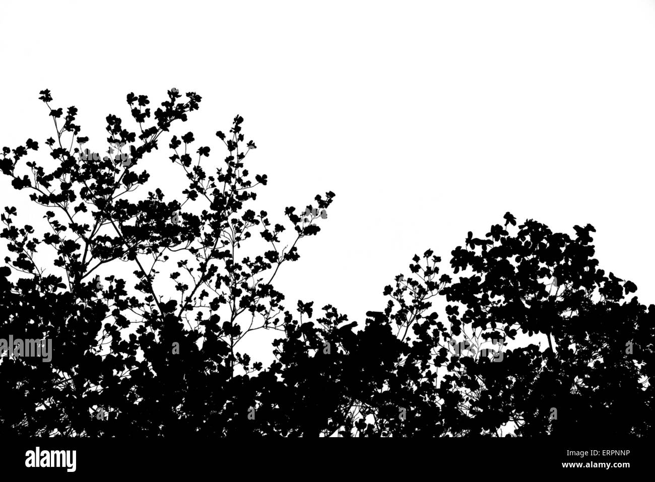 Cherry blossom petal Black and White Stock Photos & Images Alamy