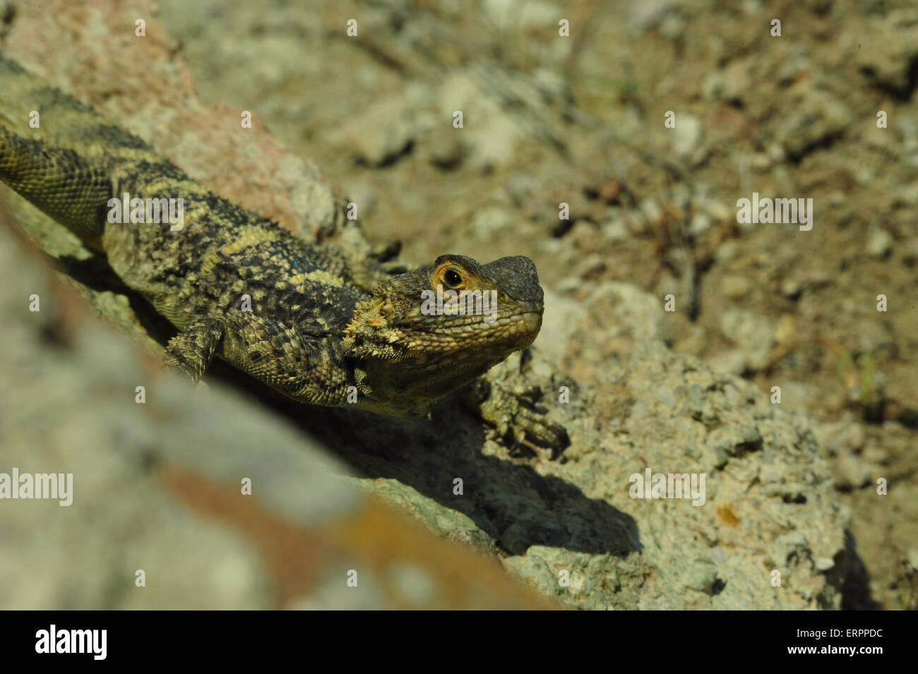 Agama Stellio, Greek Lizard, Lesvos, Greece. Stock Photo