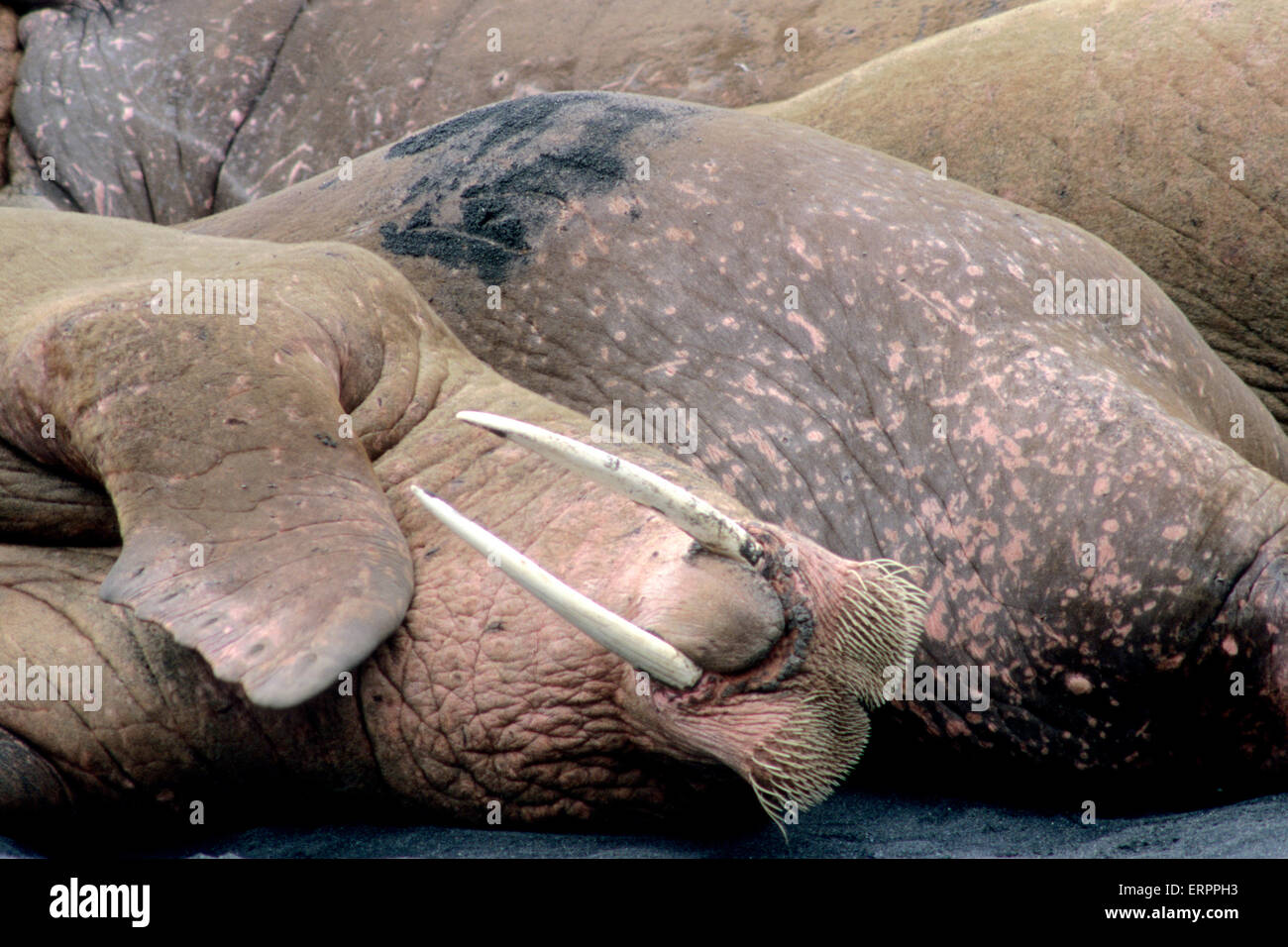 Male Pacific walruses (Odobenus rosmarus divergens) at haulout at Cape Seniavin Alaska Stock Photo