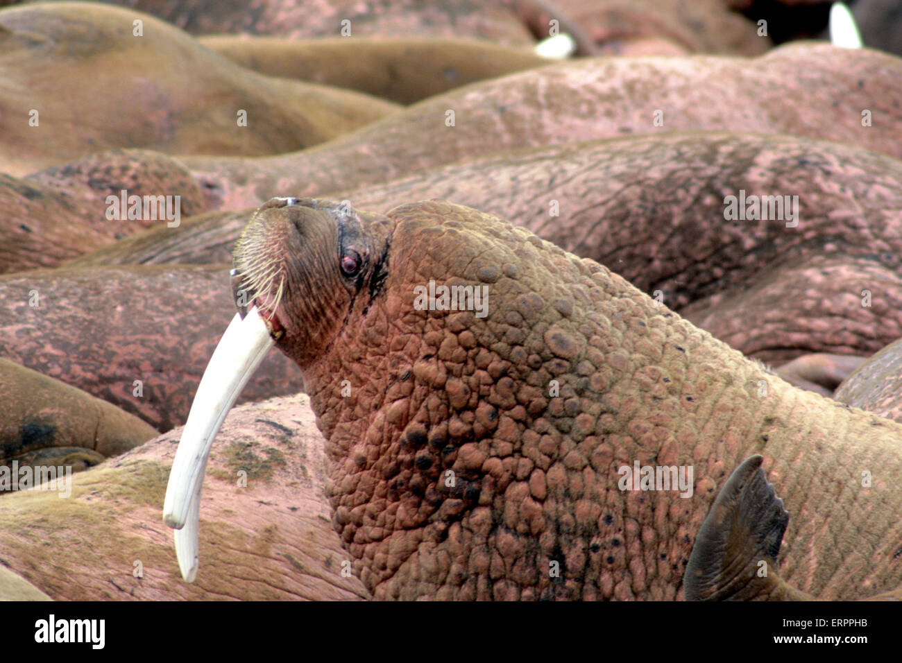 Male Pacific walruses (Odobenus rosmarus divergens) at haulout at Cape Seniavin Alaska Stock Photo