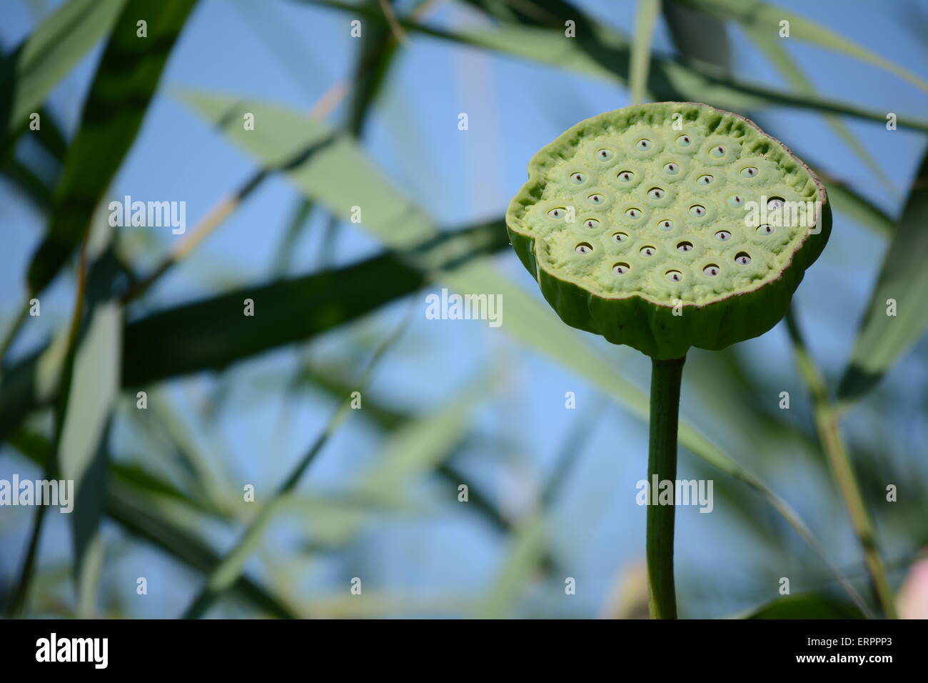 Maturing lotus pod with seeds on background of water and reeves Stock
