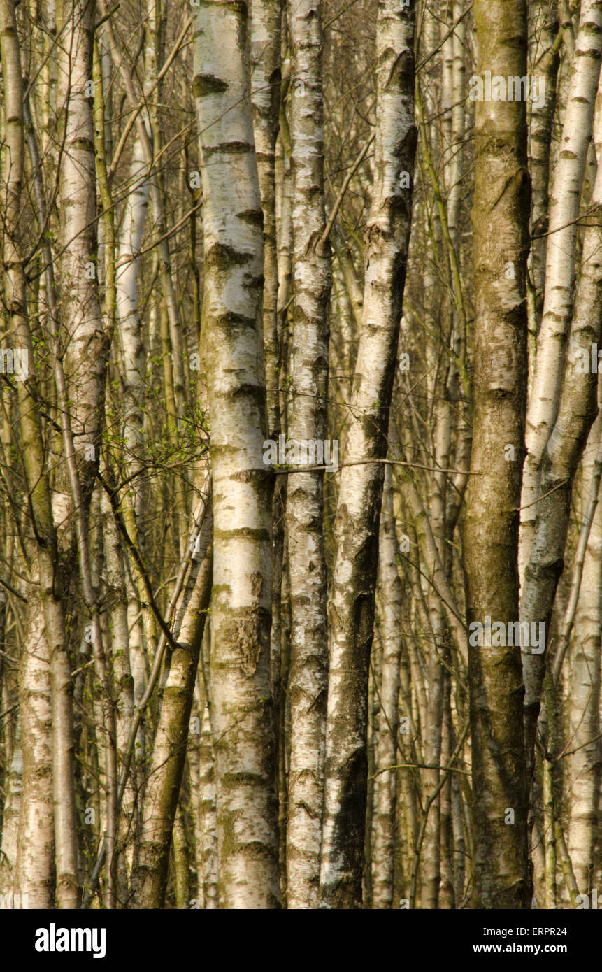 Densely packed trunks of Silver birch woodland, Betula pendula, April. Sussex, UK. Trunks only. Stock Photo