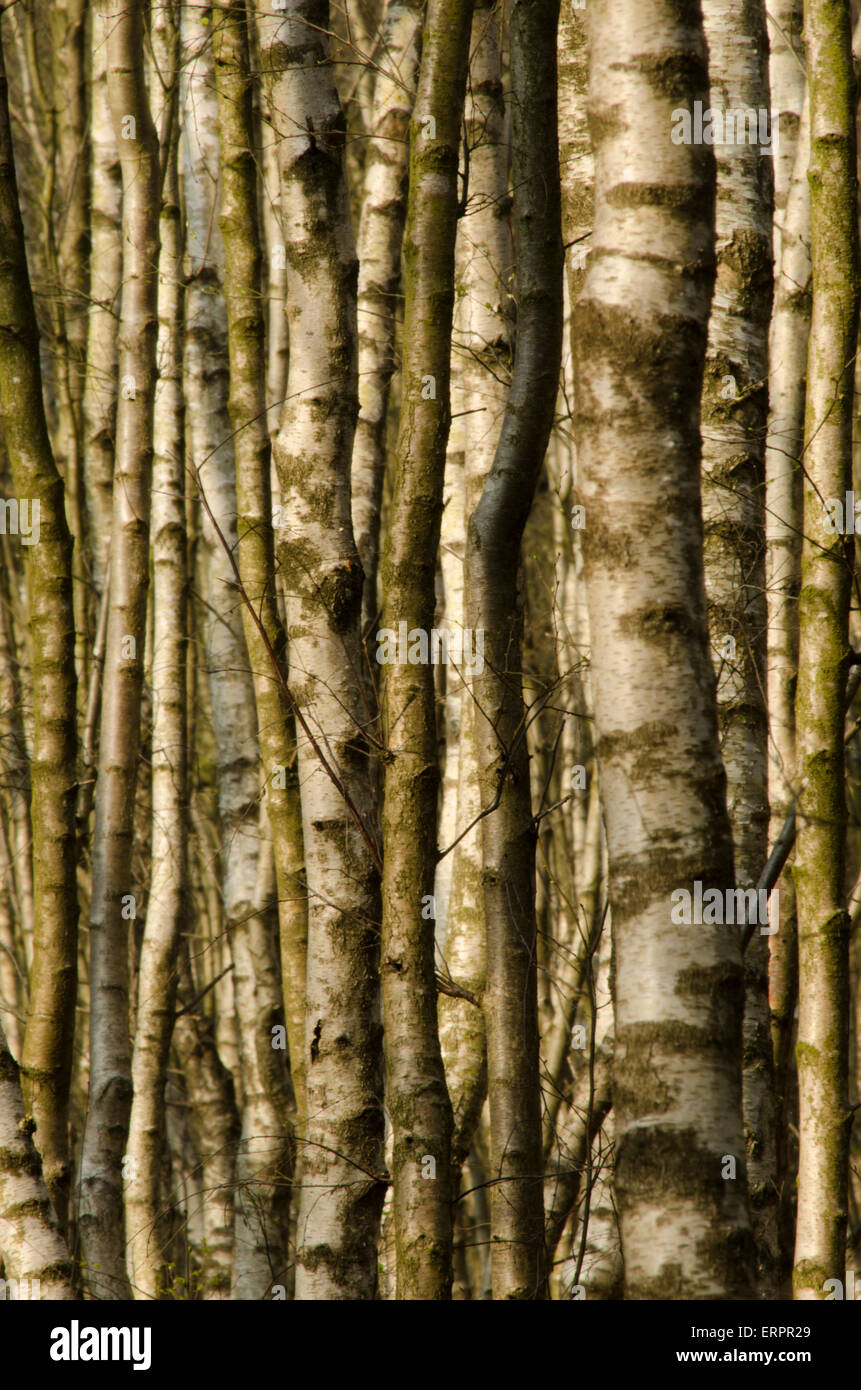 Densely packed trunks of Silver birch woodland, Betula pendula, April