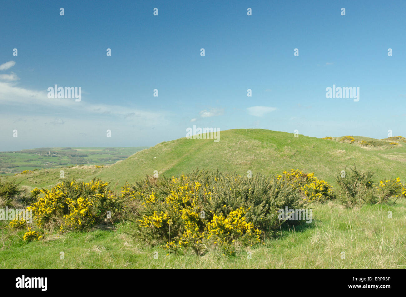 One of the barrows or tumuli on Nine Barrow Down, Purbeck hills, Dorset, UK. Burial mounds. April. Stock Photo