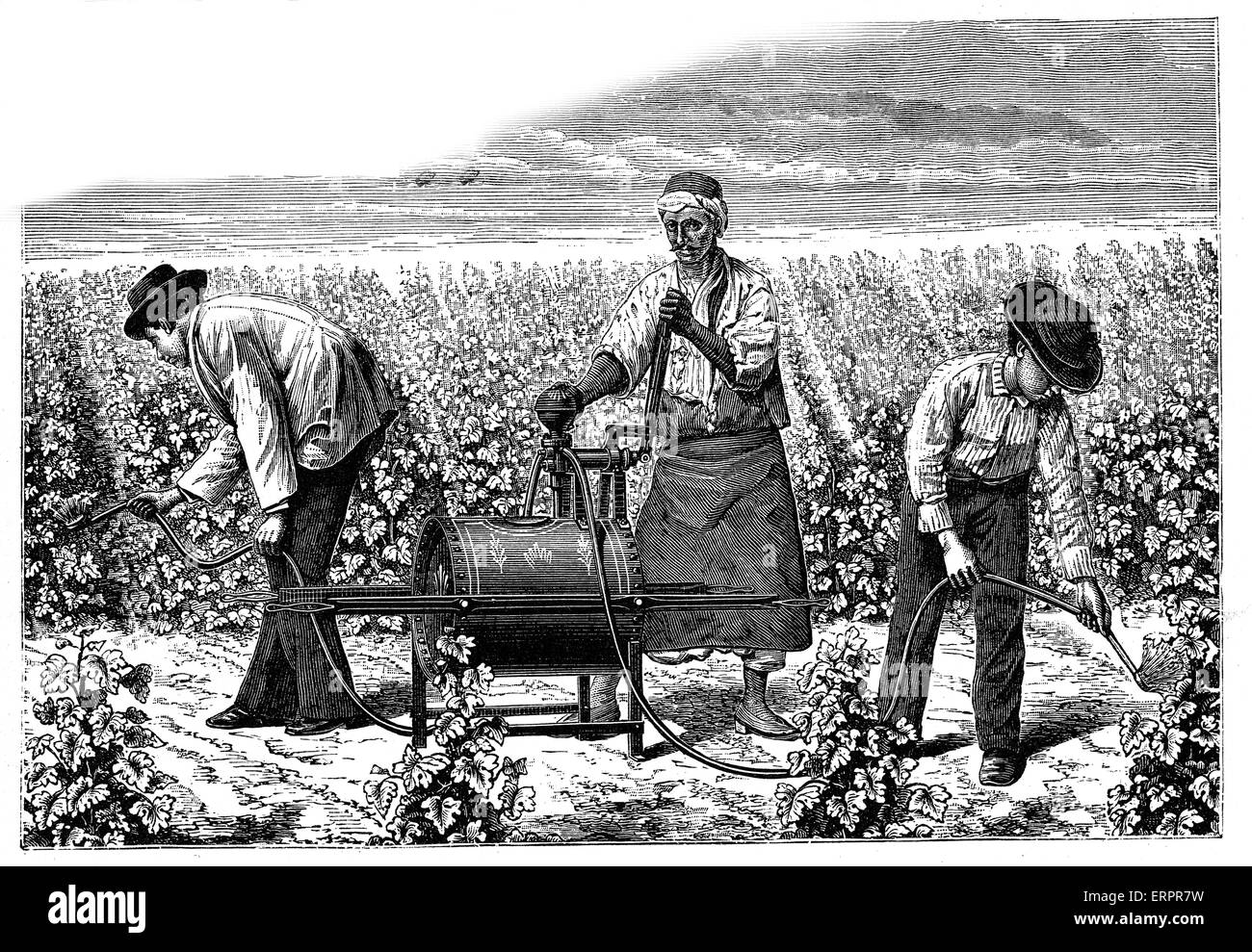 Pesticide pump in a vineyard, historic illustration. Stock Photo