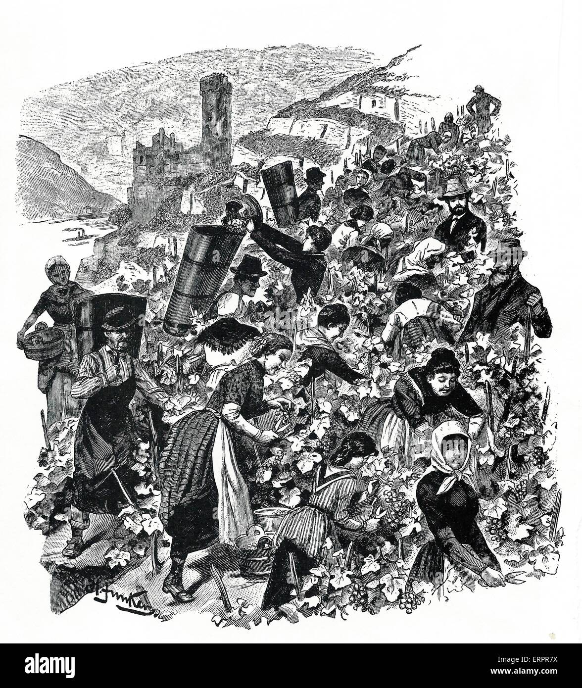 People harvesting grapes, historic illustration. Stock Photo