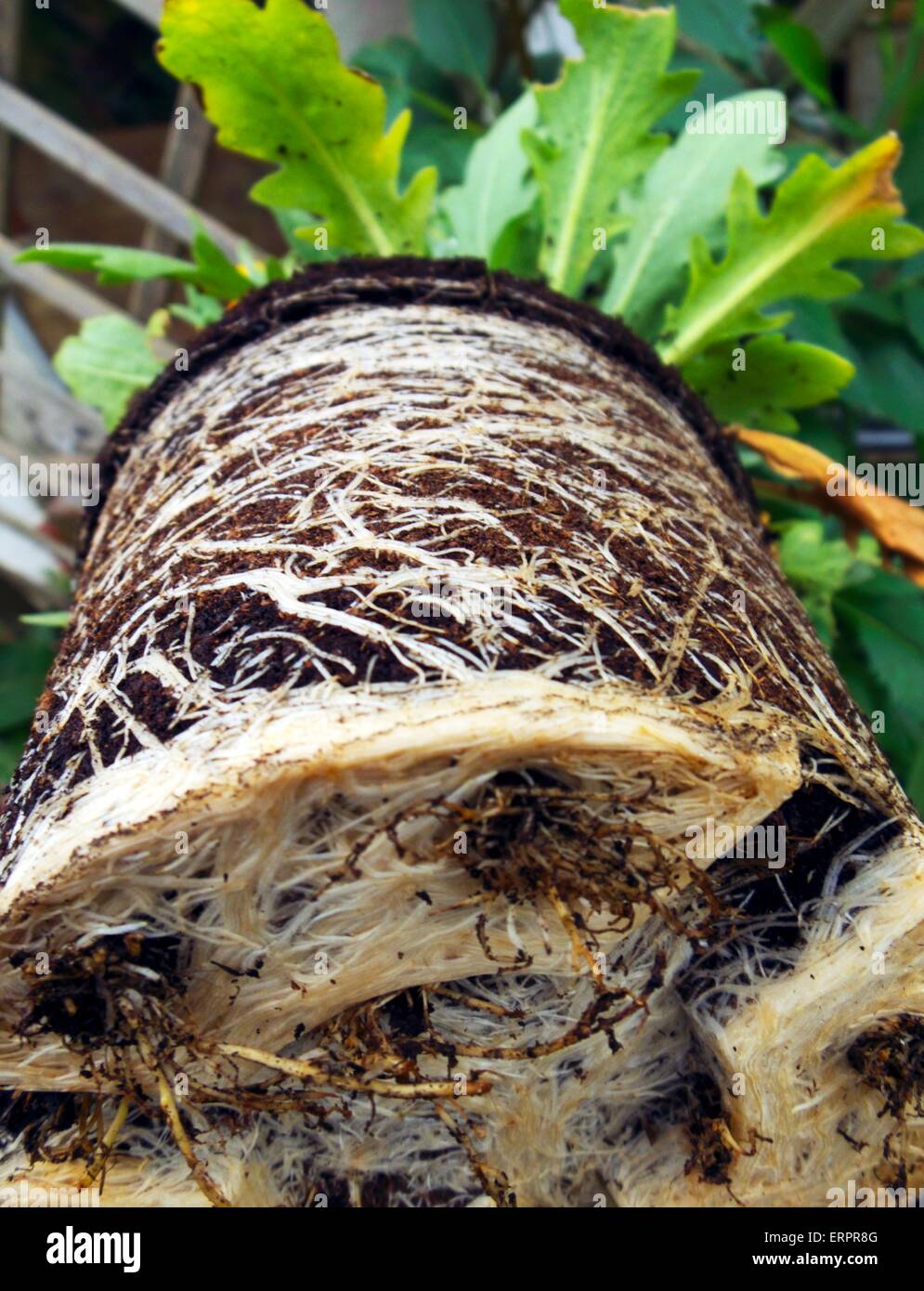 Pot bound plant roots, close up Stock Photo Alamy