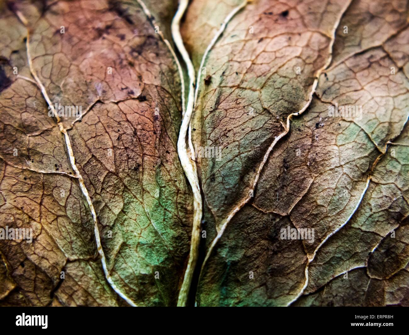 Close up of a dry leaf hi-res stock photography and images - Alamy