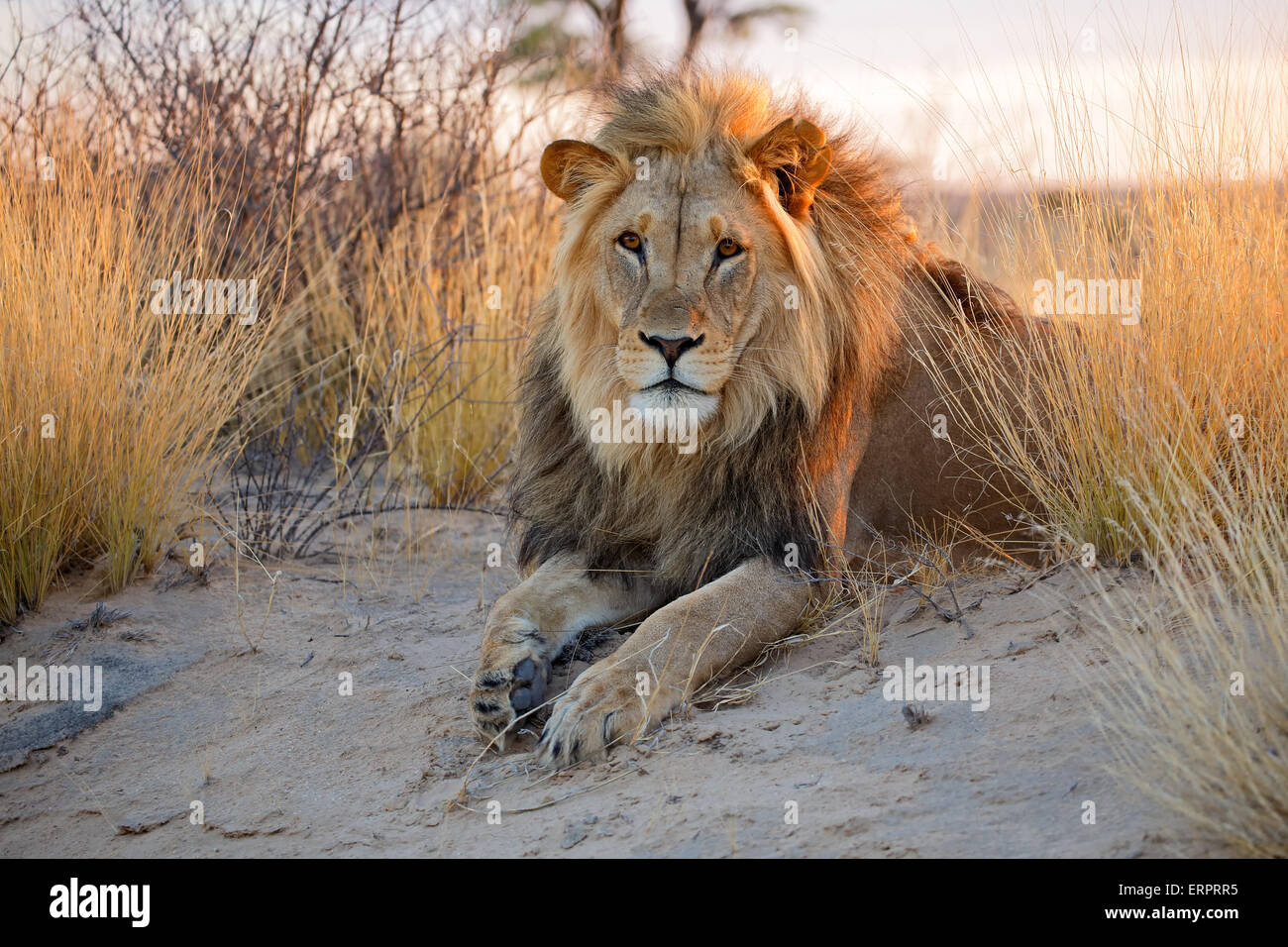 Big male African lion (Panthera leo) in early morning light, Kalahari desert, South Africa Stock Photo