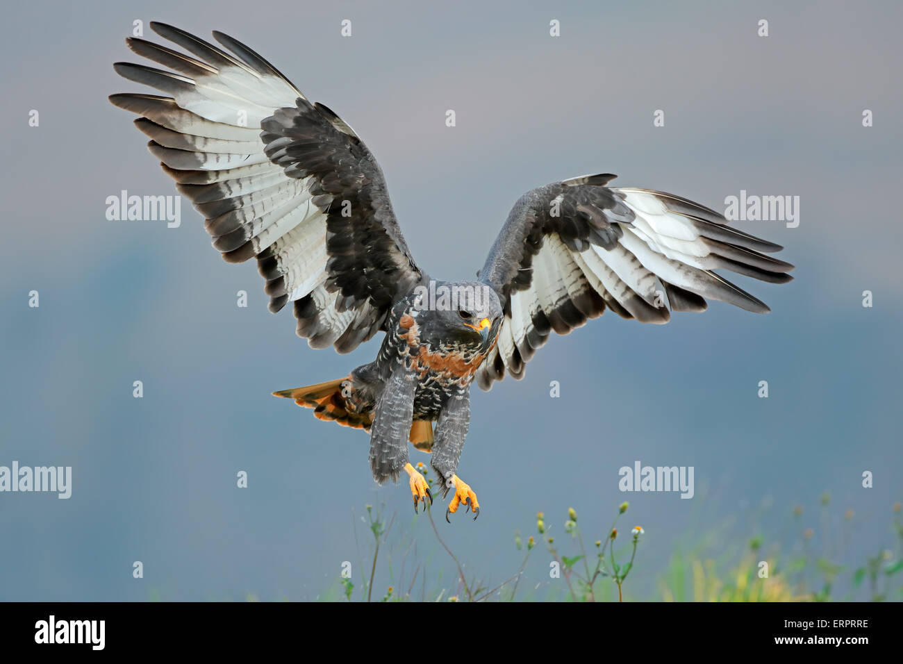Jackal buzzard (Buteo rufofuscus) landing with outstretched wings, South Africa Stock Photo