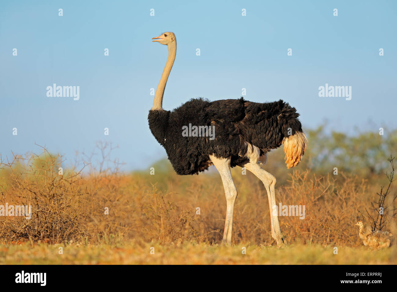 Male ostrich (Struthio camelus) with chicks, Kalahari desert, South Africa Stock Photo