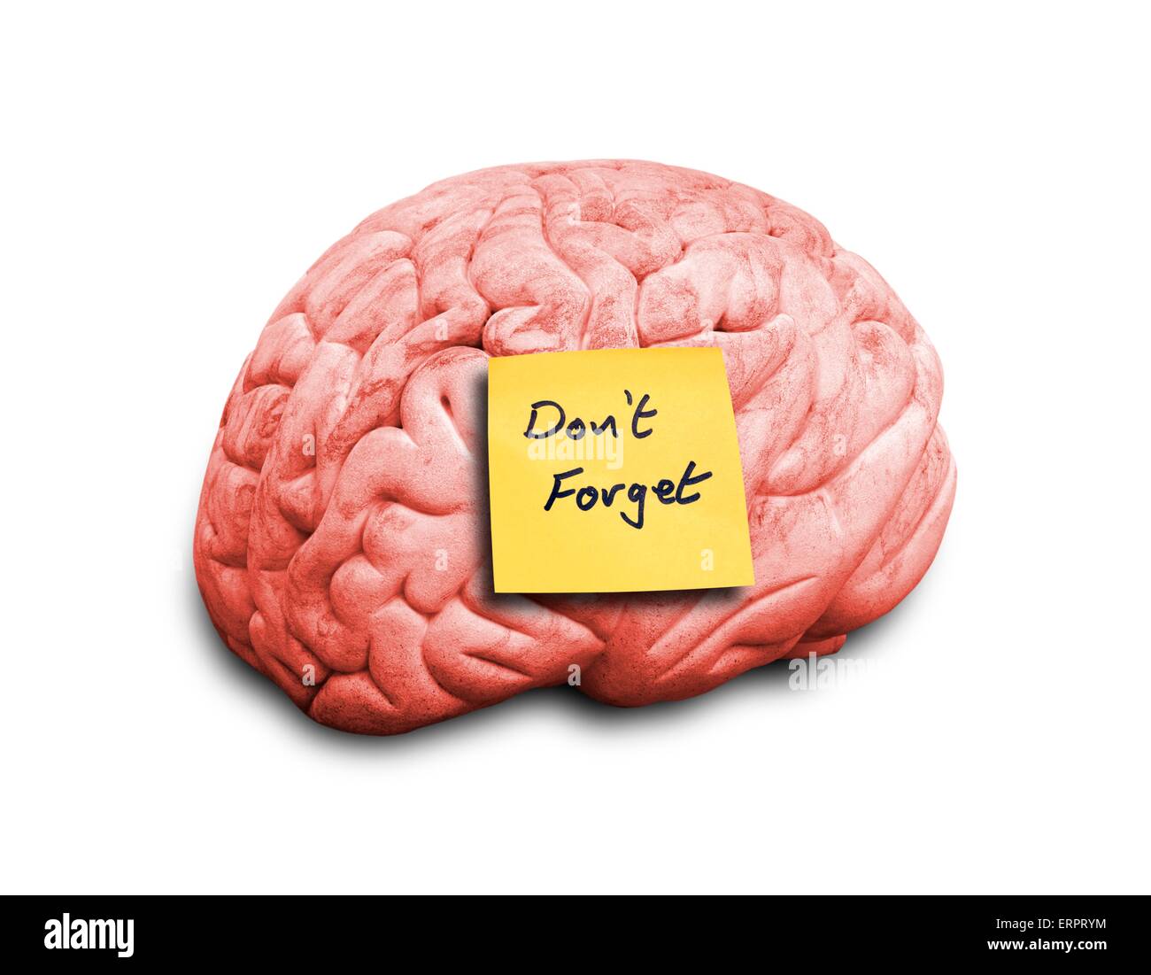 Human brain with an adhesive note, computer artwork. Stock Photo