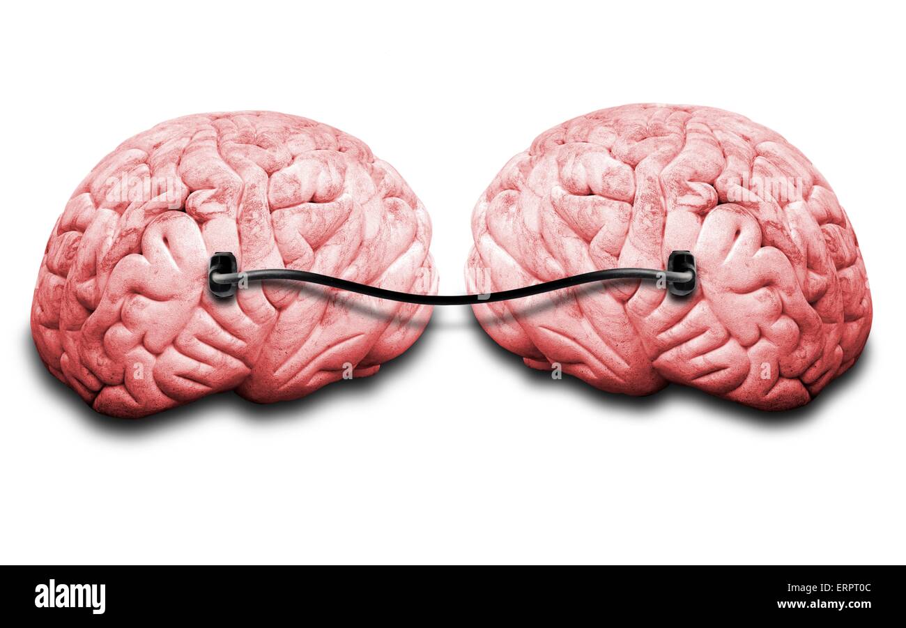 Two brains connected by a wire, computer artwork. Stock Photo