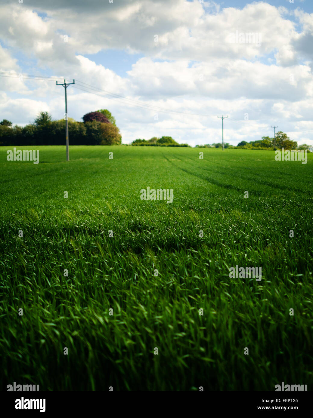 Sunlit field in countryside with could filled sky, electricity pylons ...