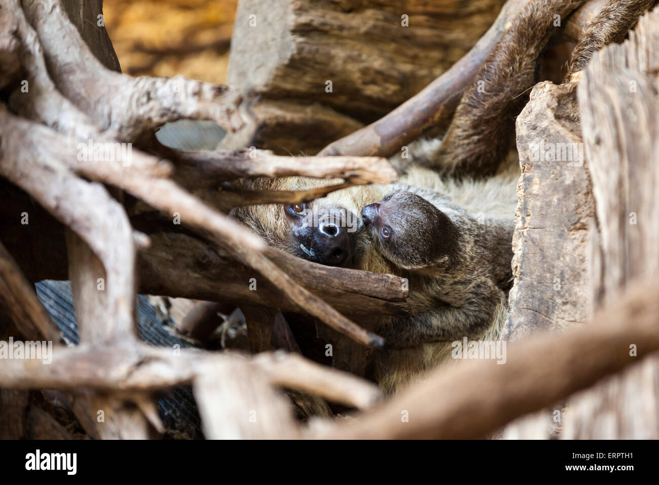 ZSL London Zoo, London, 6th June 2015.The new two-toed sloth baby, a ...