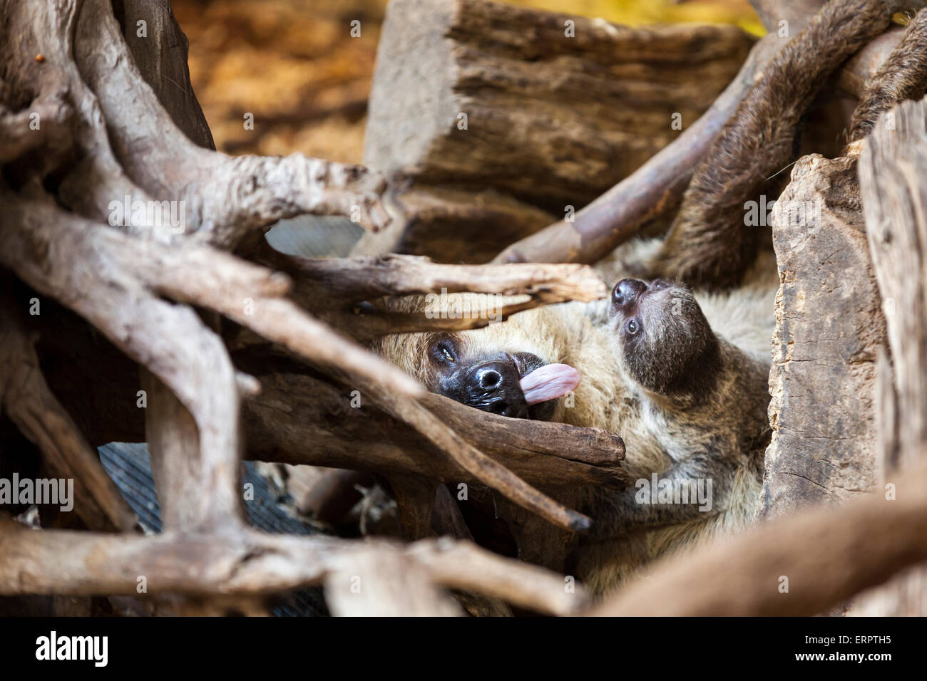 ZSL London Zoo, London, 6th June 2015.The new two-toed sloth baby, a ...