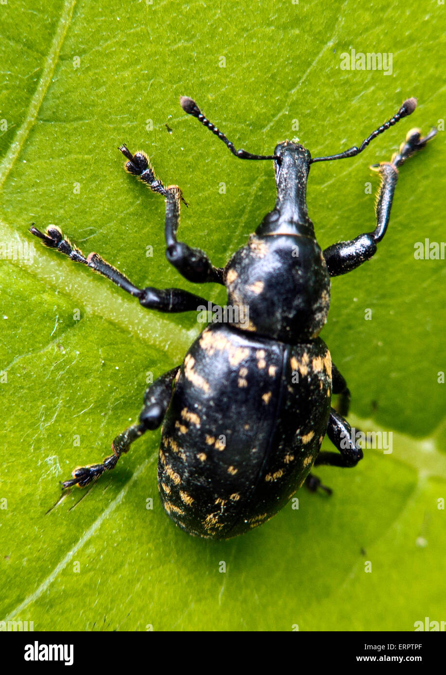 beetle, Stock Photo