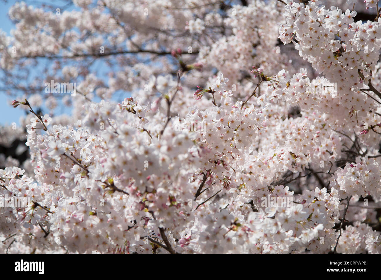 Cherry blossom at Tocho-ji Temple, Fukuoka, Kyushu, Japan Stock Photo ...