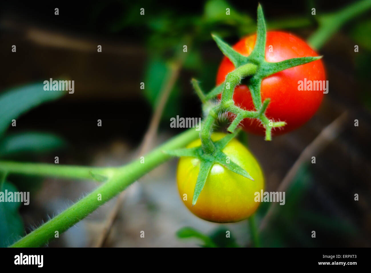 Yellow and red unripe cherry tomatoes on the vine Stock Photo