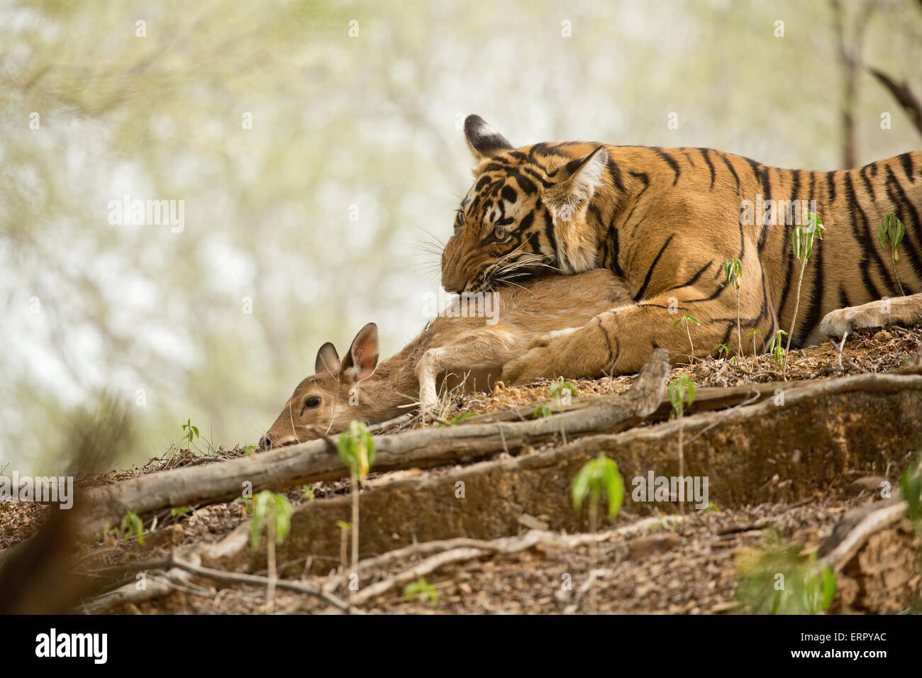 A tiger captures its prey an eats it too Stock Photo