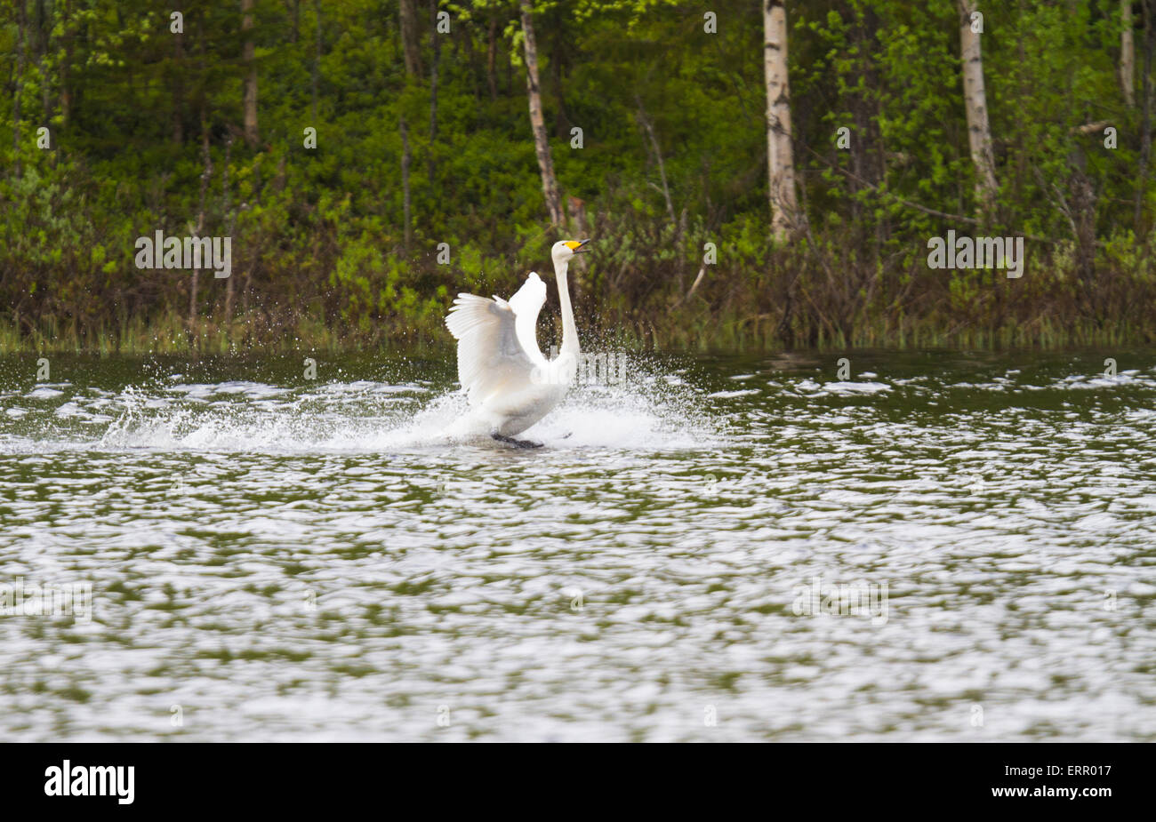 Whooper swan landing on water in Boden, Norrbotten, Sweden Stock Photo