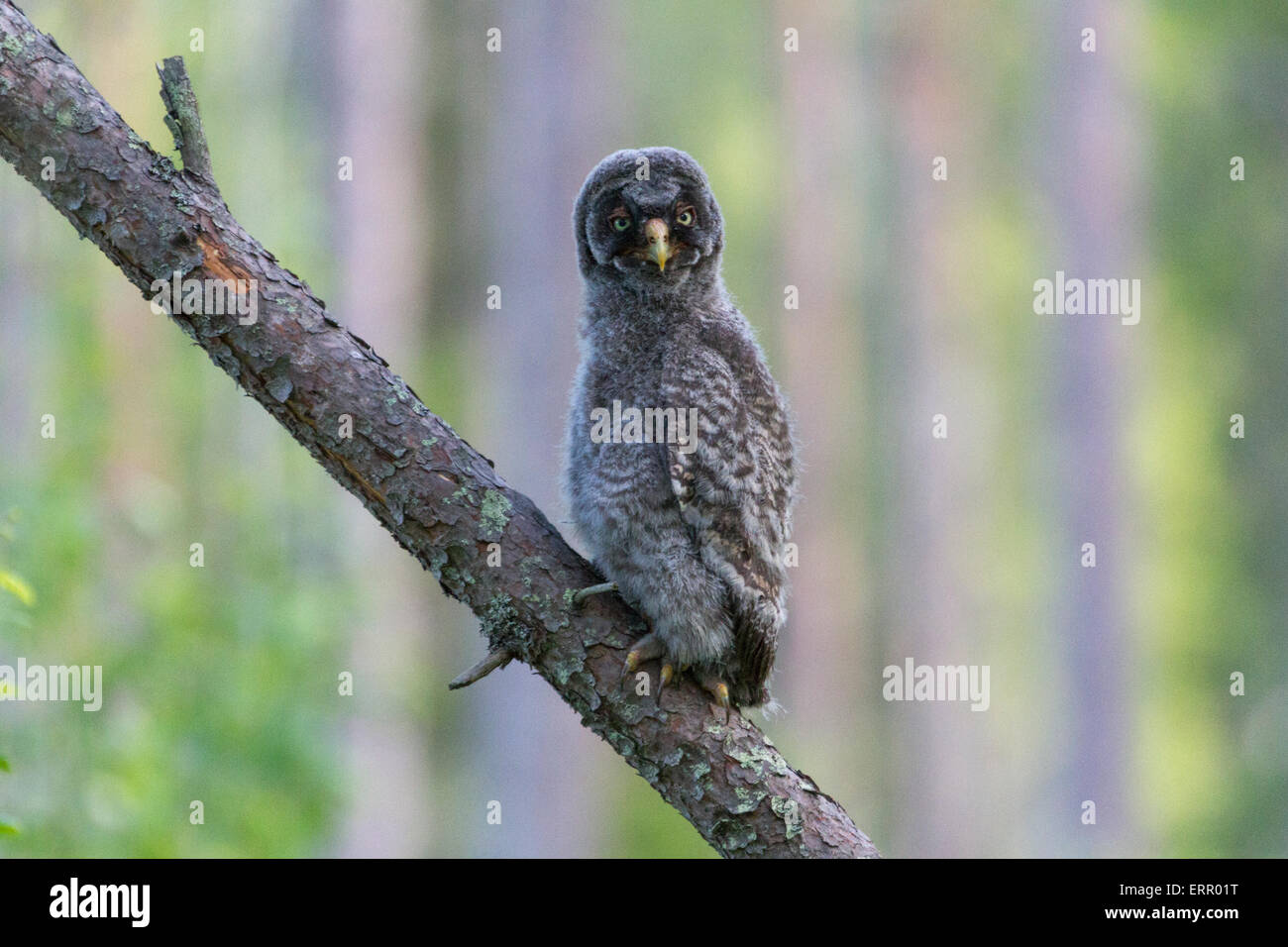 Great grey owl baby hi-res stock photography and images - Alamy