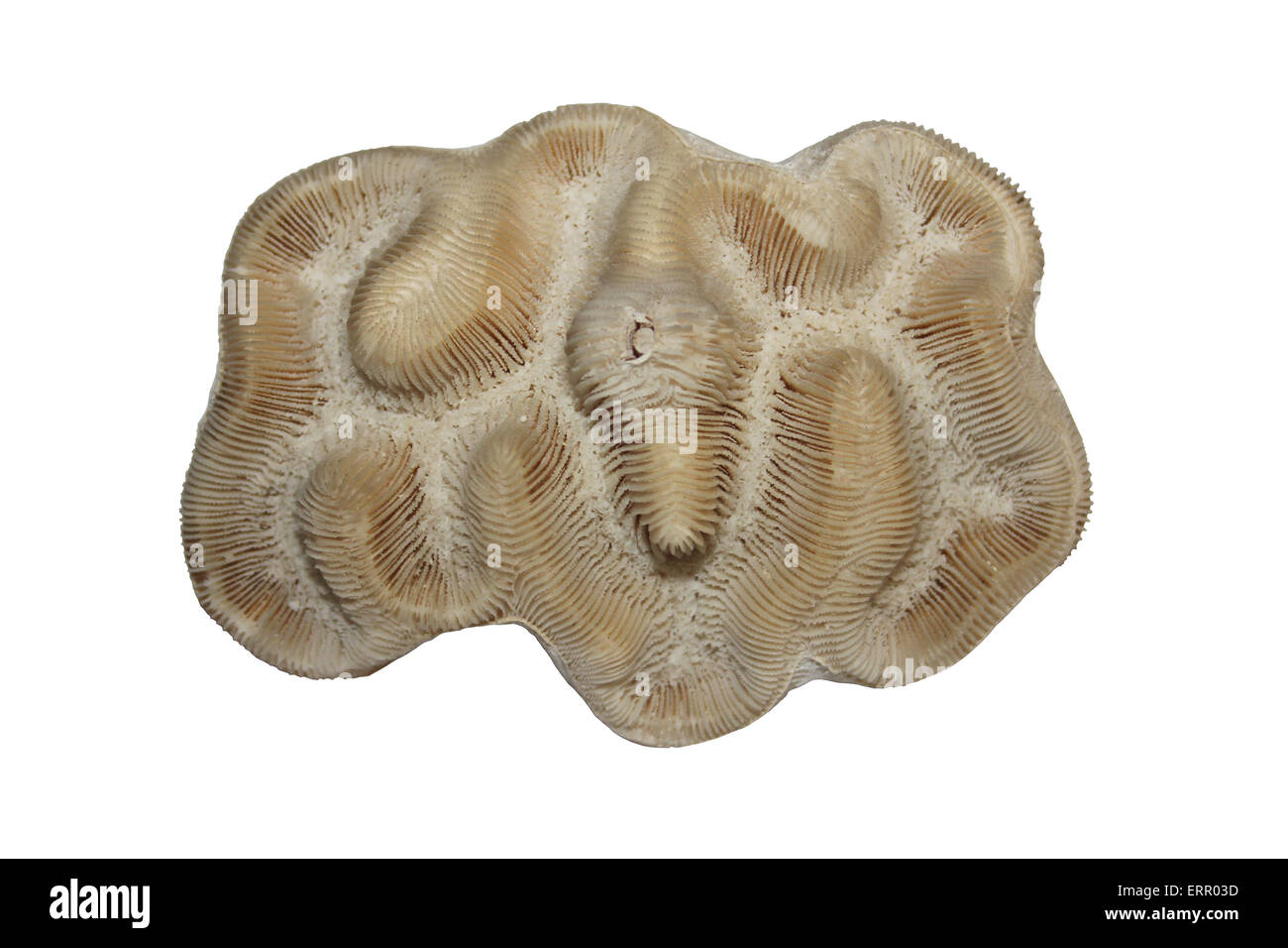 Brain Coral Diplora sp. Cut-out Stock Photo