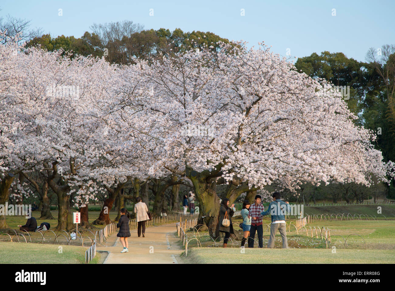 People walking under cherry trees in blossom in Korakuen Garden