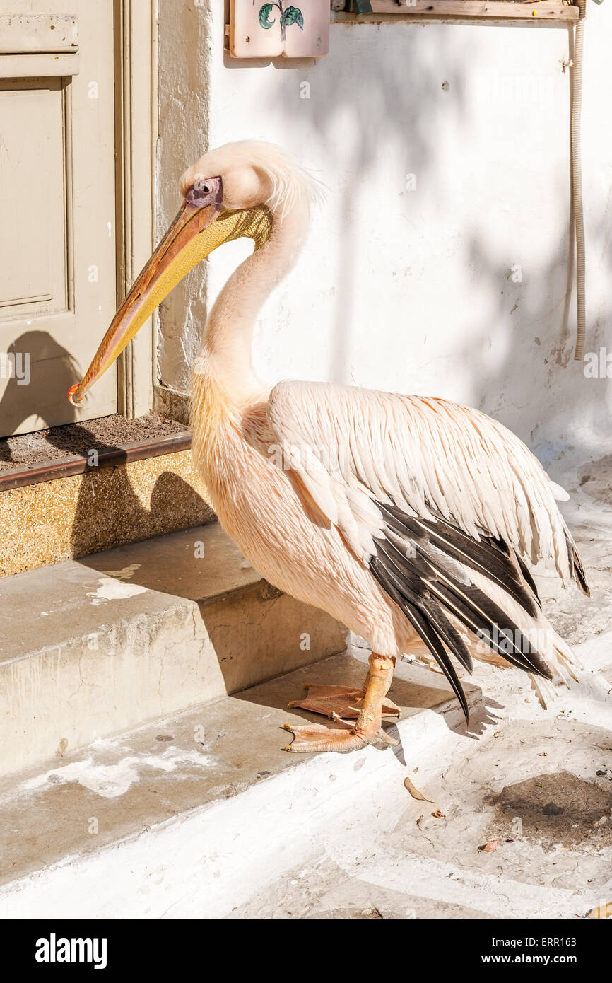 Petros the Pelican official mascot of Mykonos, Greece, Europe Stock Photo