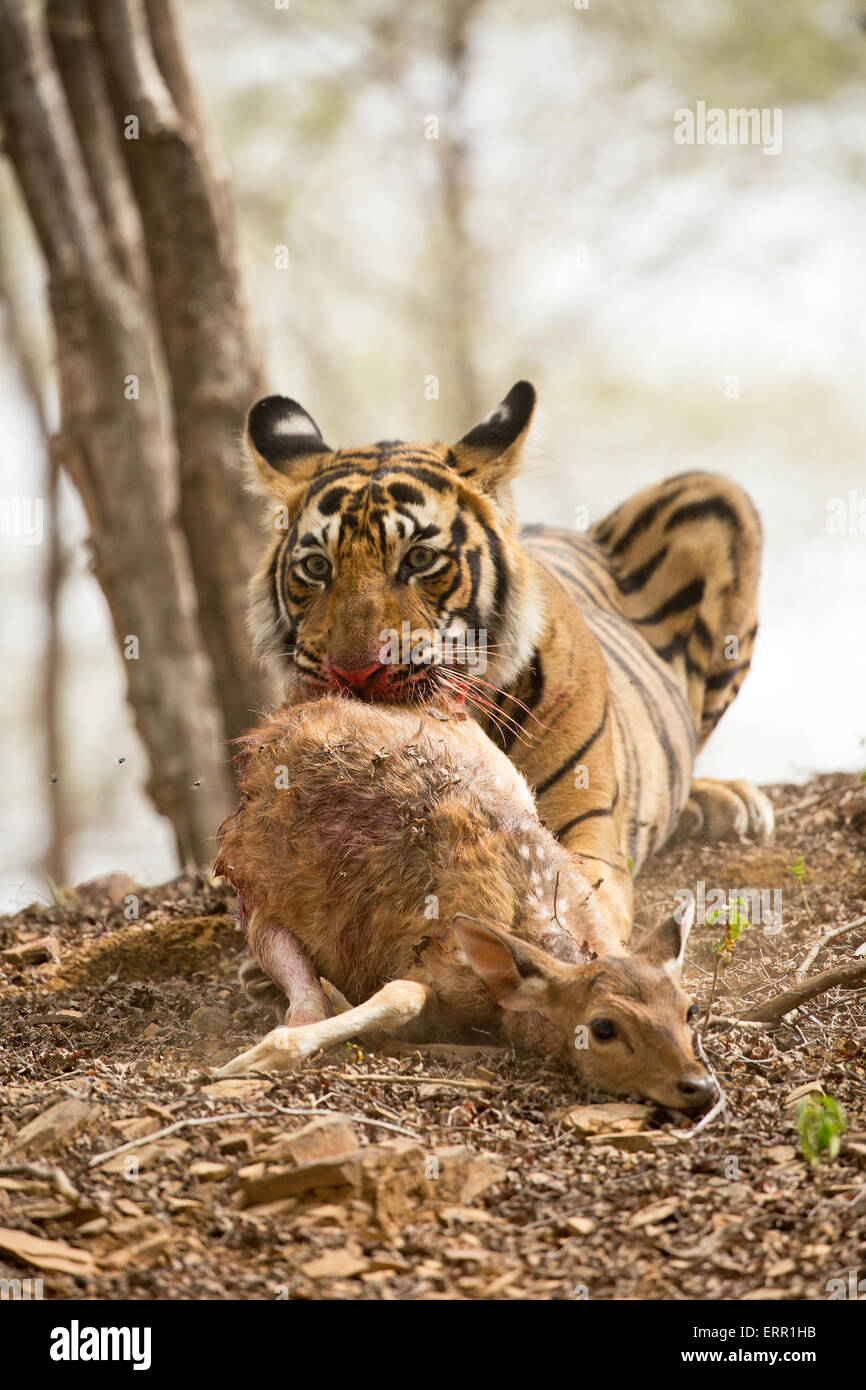A tiger with blood all over his face eats his prey Stock Photo