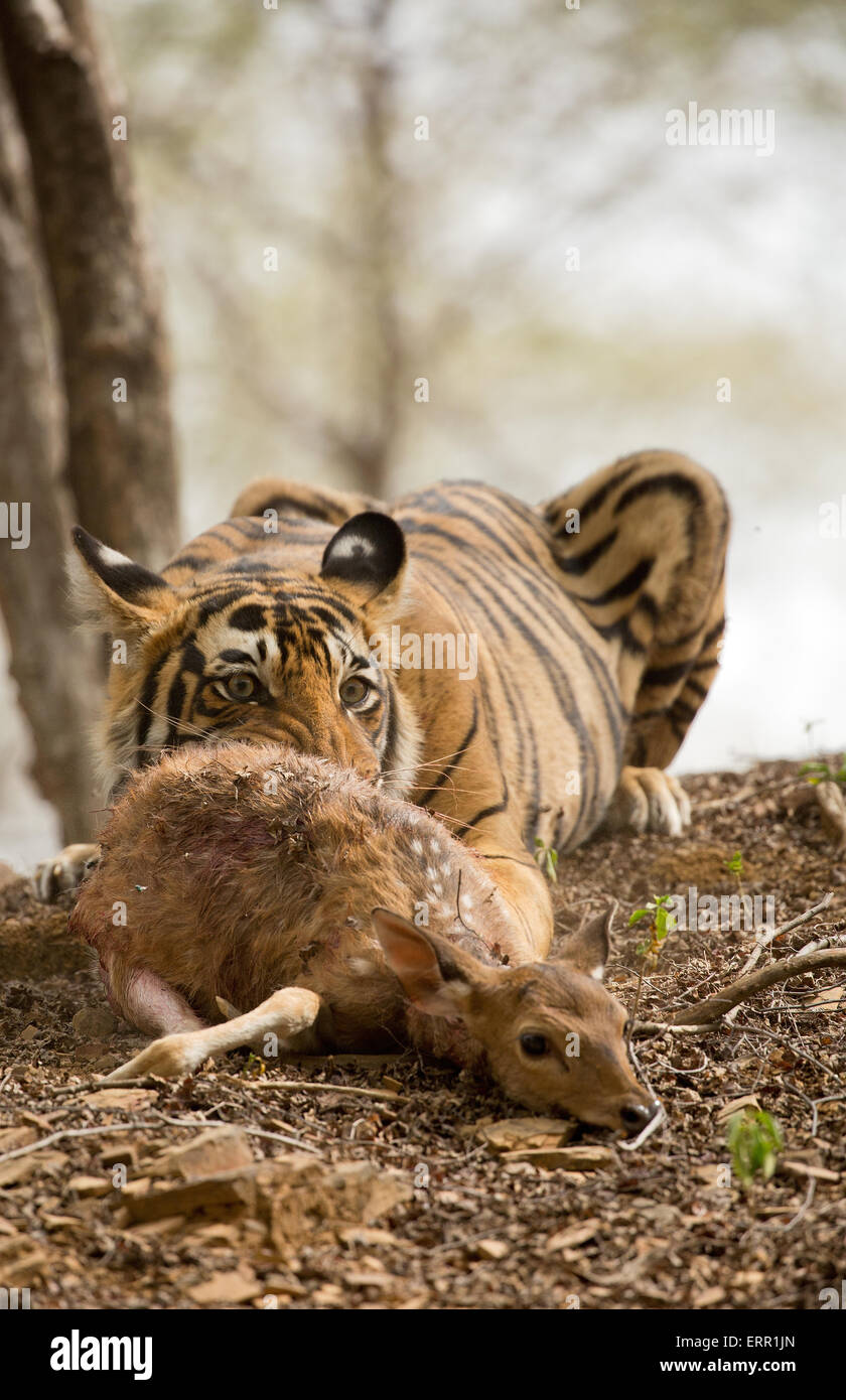 A tiger holds his prey with his claws and eats it. Stock Photo