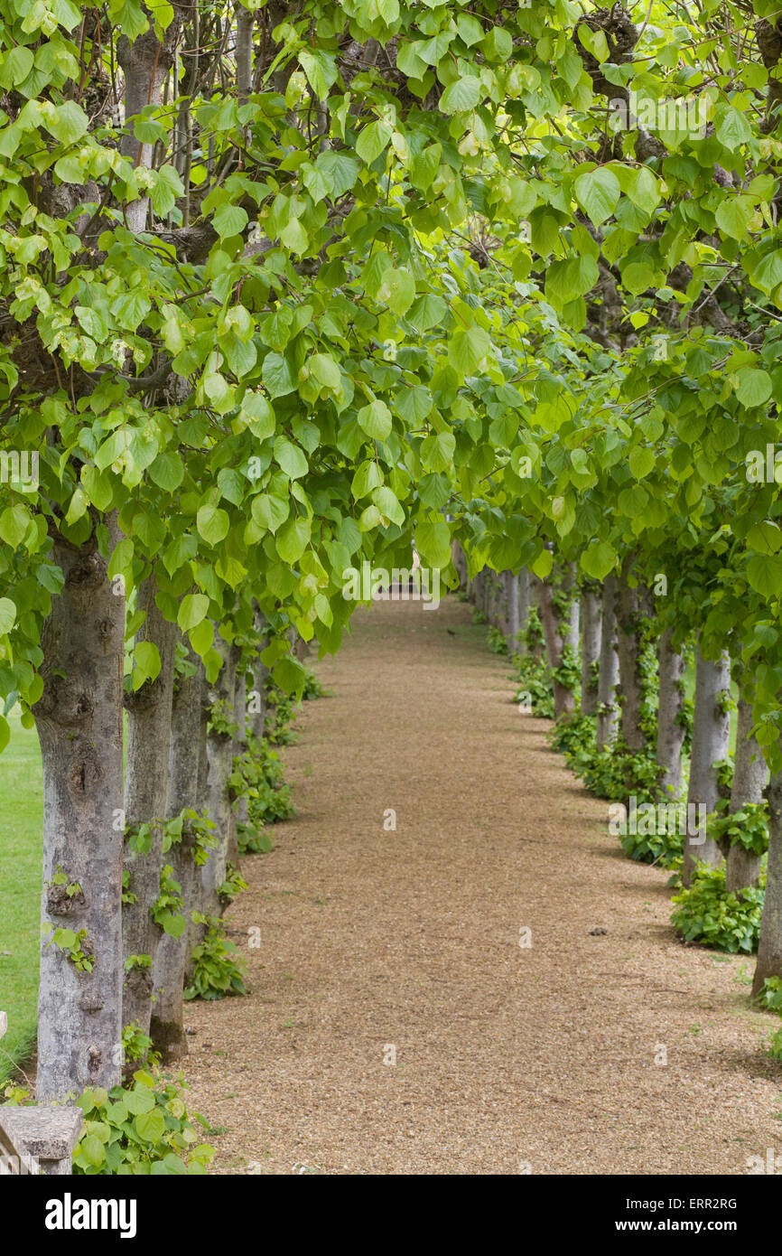 Avenue of Lime trees Stock Photo