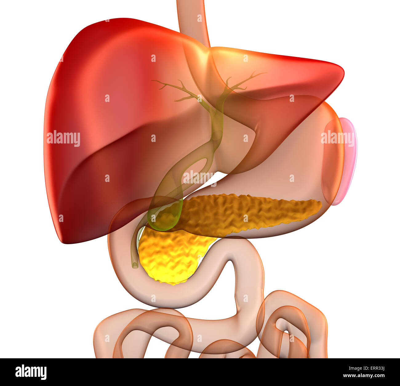 Pancreas Cross Section Real Human Anatomy - isolated on white Stock Photo