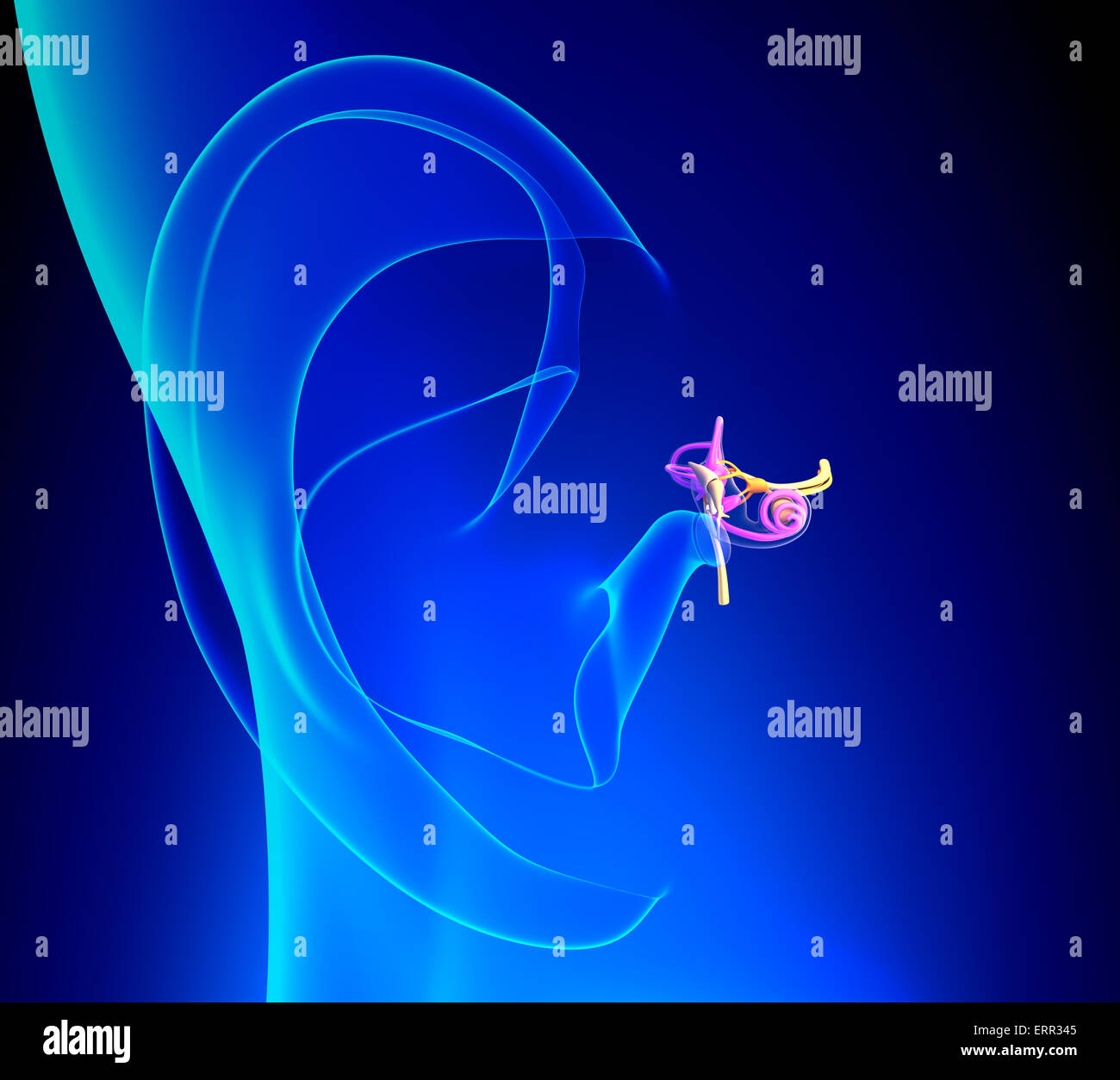 Ear pinna hires stock photography and images Alamy