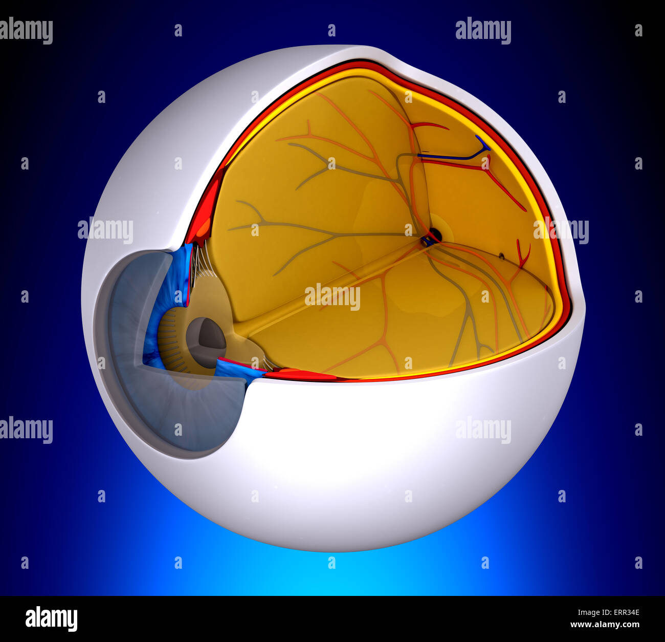 Eye Cross Section Real Human Anatomy - on blue background Stock Photo
