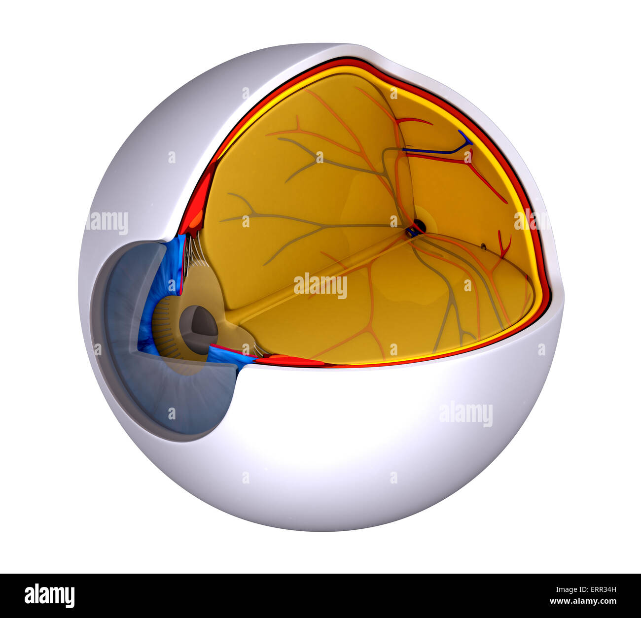 Eye Cross Section Real Human Anatomy - isolated on white Stock Photo