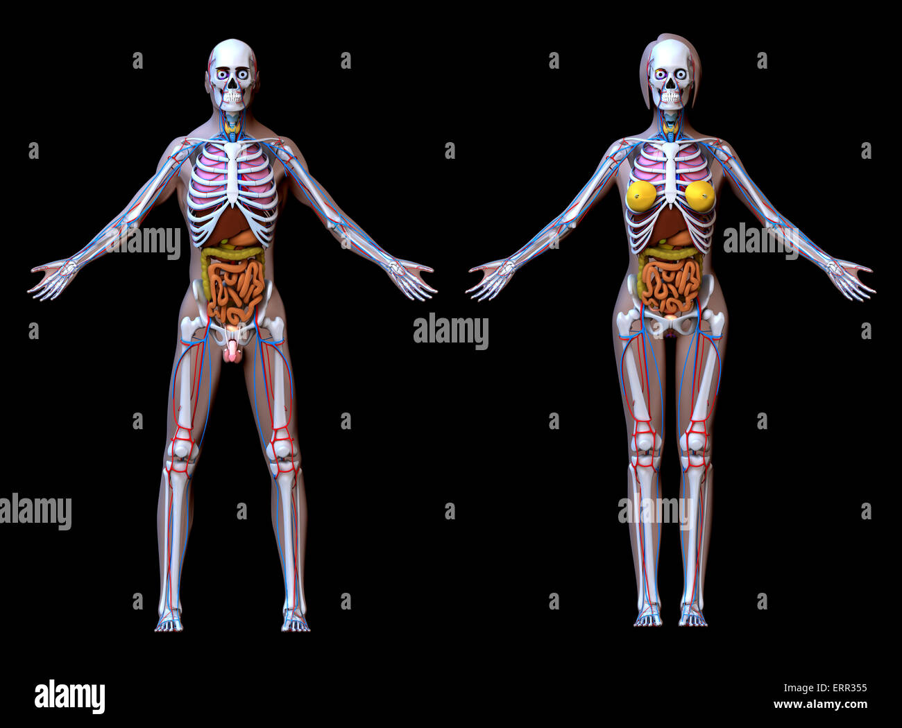 Anatomy Male Female - isolated on black Stock Photo