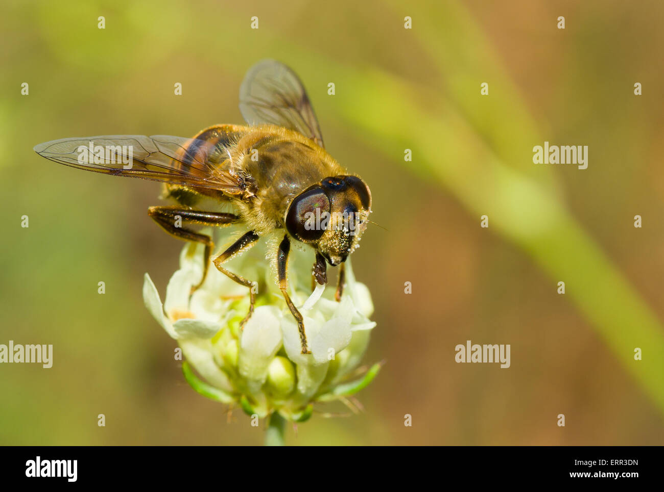 Species of fly similar to bee getting nectar from the summer flower. Stock Photo