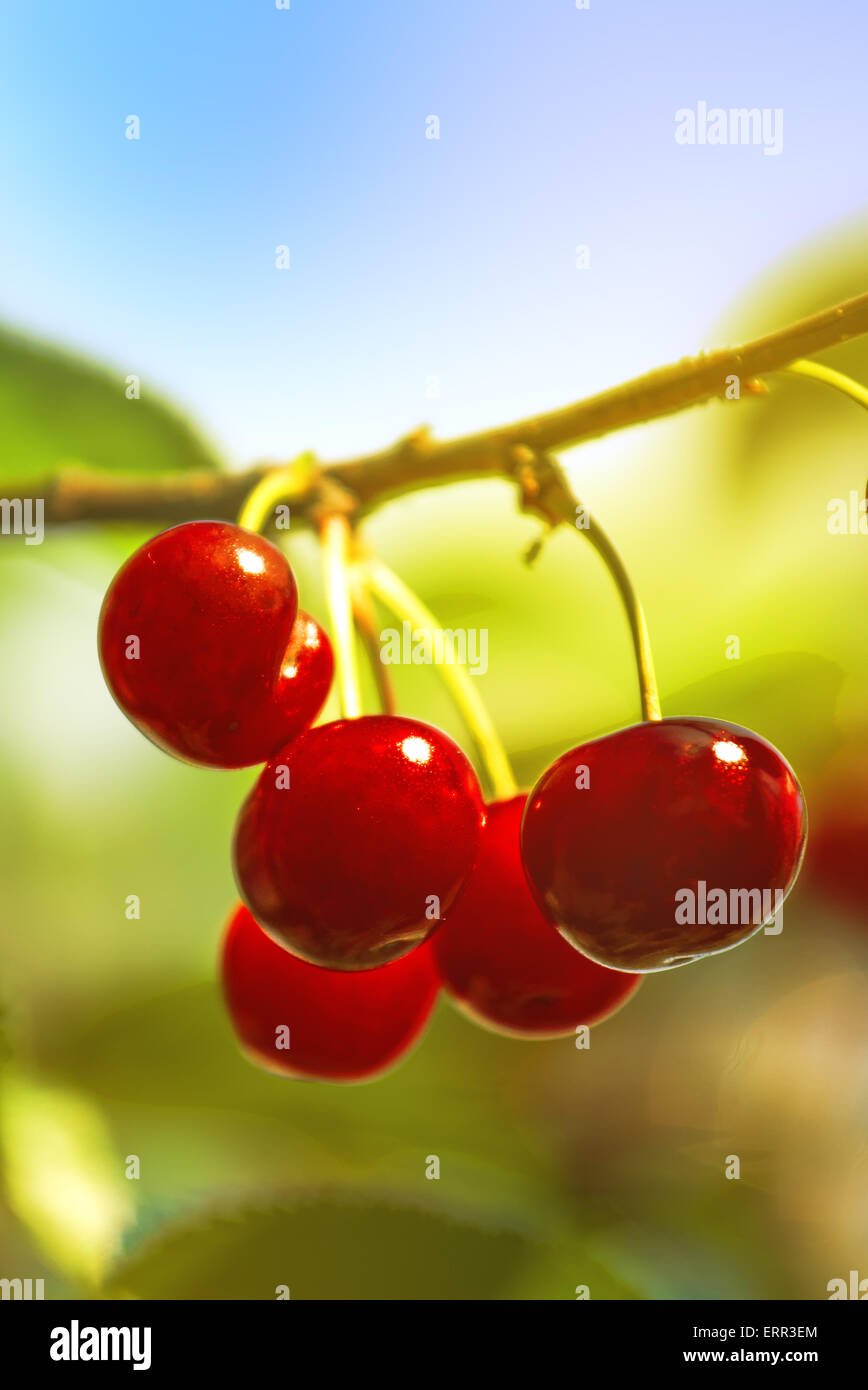 Cherry tree orchard fruit hires stock photography and images Alamy