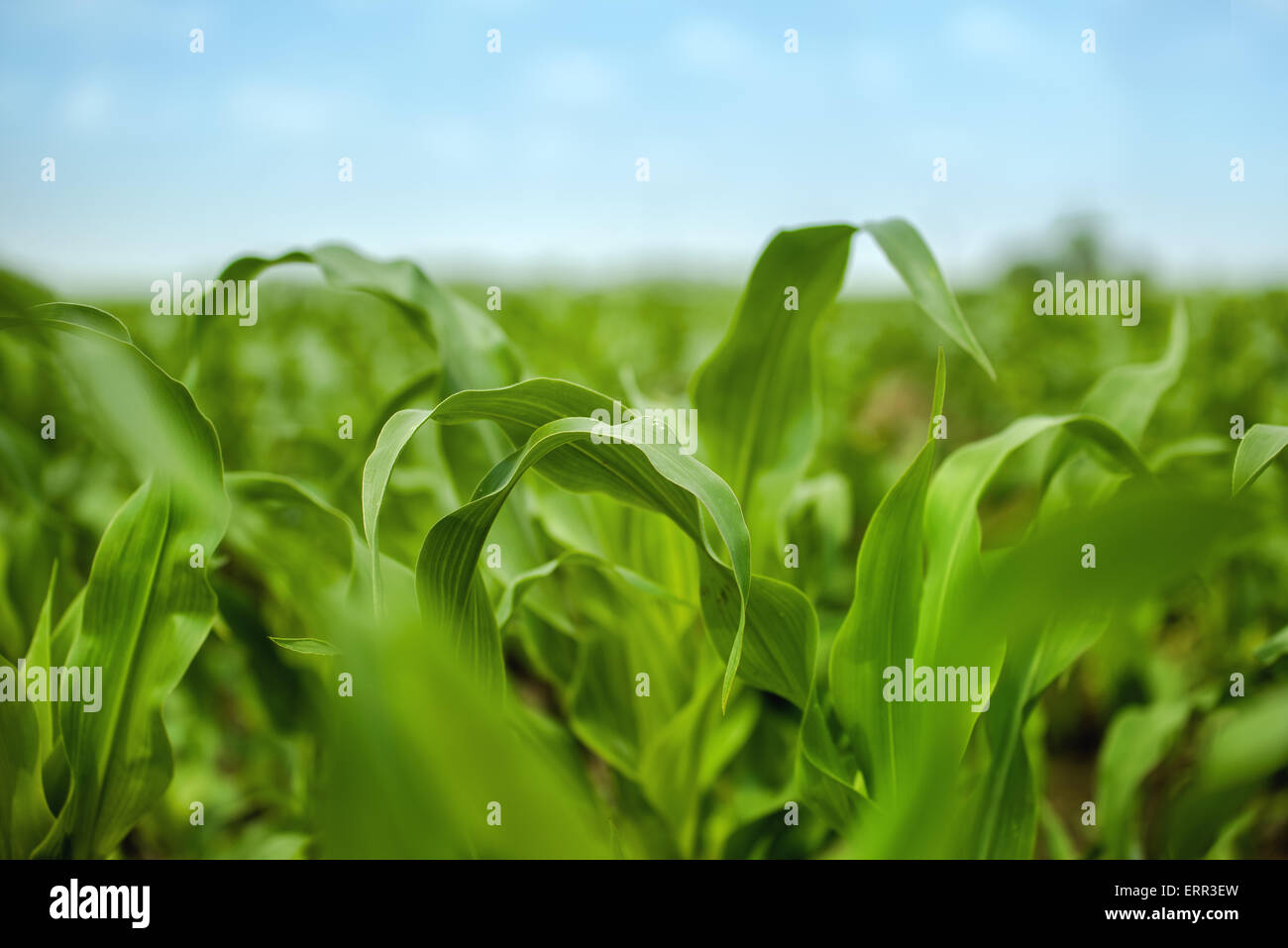 Young Maize Corn Crops Leaves in Field, Green Plants in Cultivated Plantation, Selective Focus Stock Photo