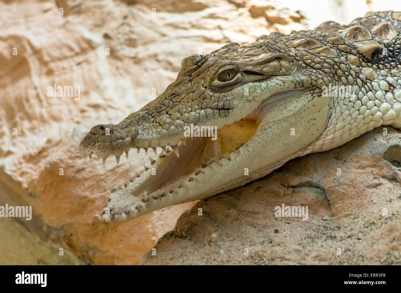 Close-up Of Young Alligator Alligator closeup on sand and rocks at zoo Stock Photo
