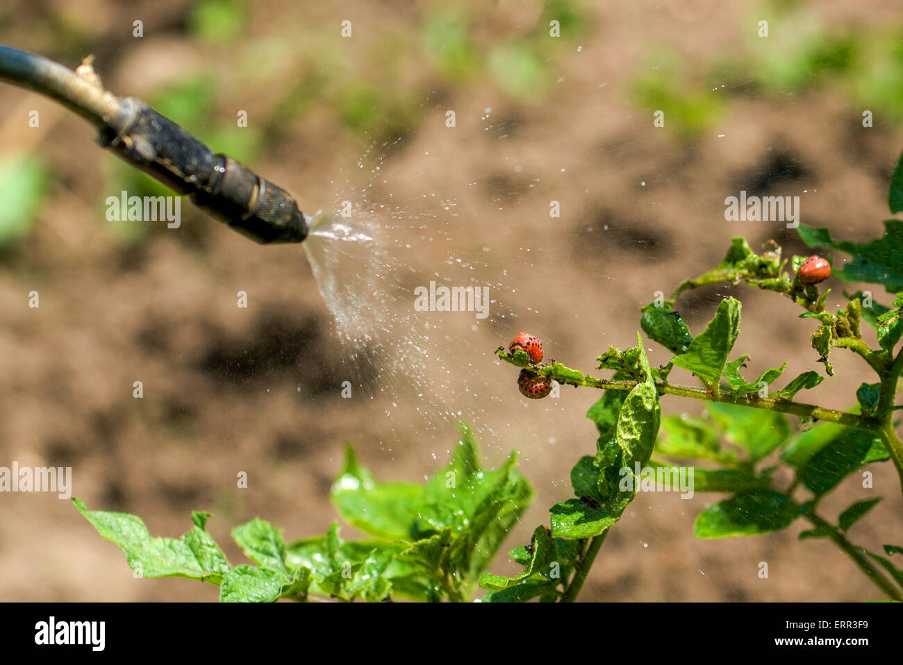 Spraying Insecticide on Colorado Potato Beetle Bug Larvas in Cultivated Vegetable Garden Stock Photo