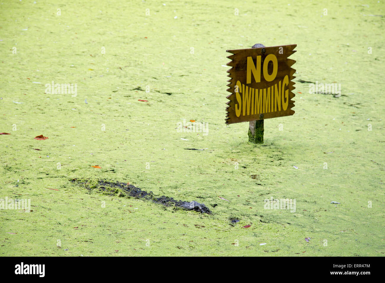 Homosassa Springs, Florida - An alligator in a lagoon next to a 'No Swimming' sign at Homosassa Springs Wildlife State Park. Stock Photo