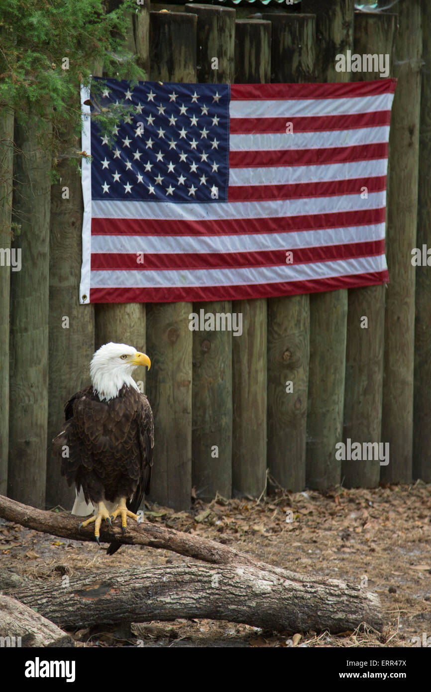 Homosassa Springs, Florida - A bald eagle (Haliaeetus leucocephalus) at Homosassa Springs Wildlife State Park. Stock Photo