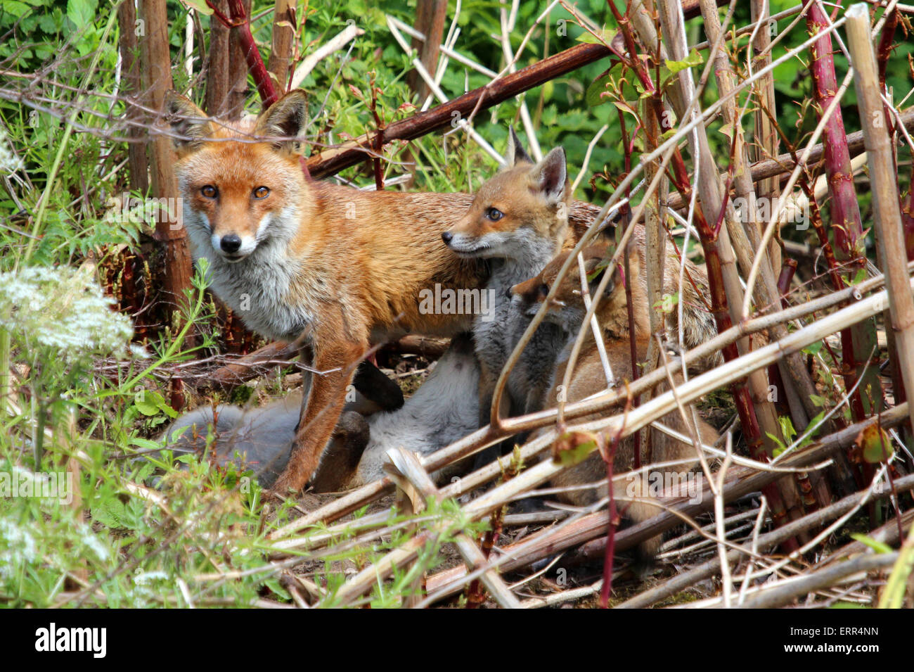 Vixen with three of her cubs.  Photographed amongst vegetation, near the River Tame, in Birmingham, UK. Stock Photo