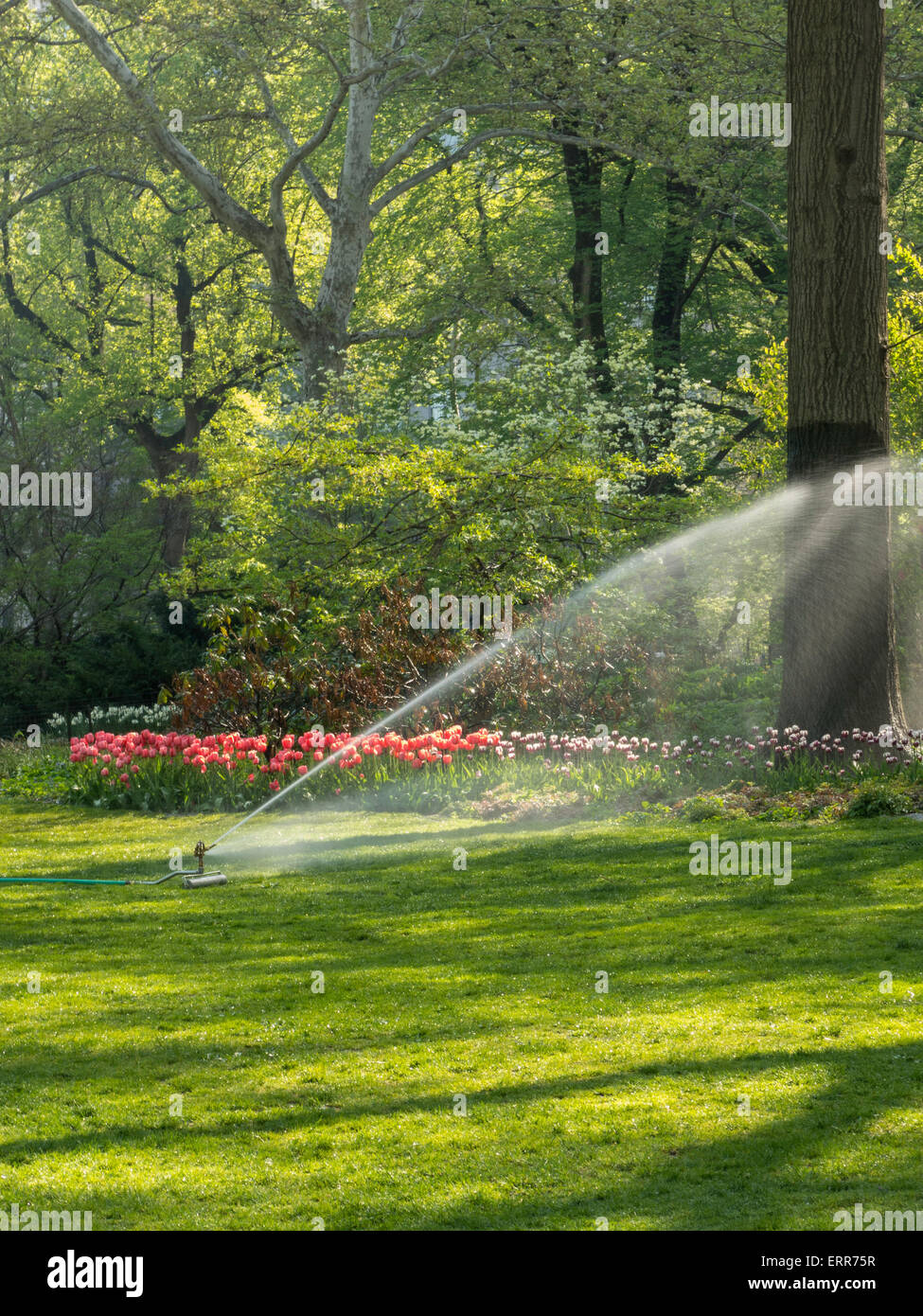 Sprinklers at Pond Lawn, Central Park, NYC , USA Stock Photo Alamy