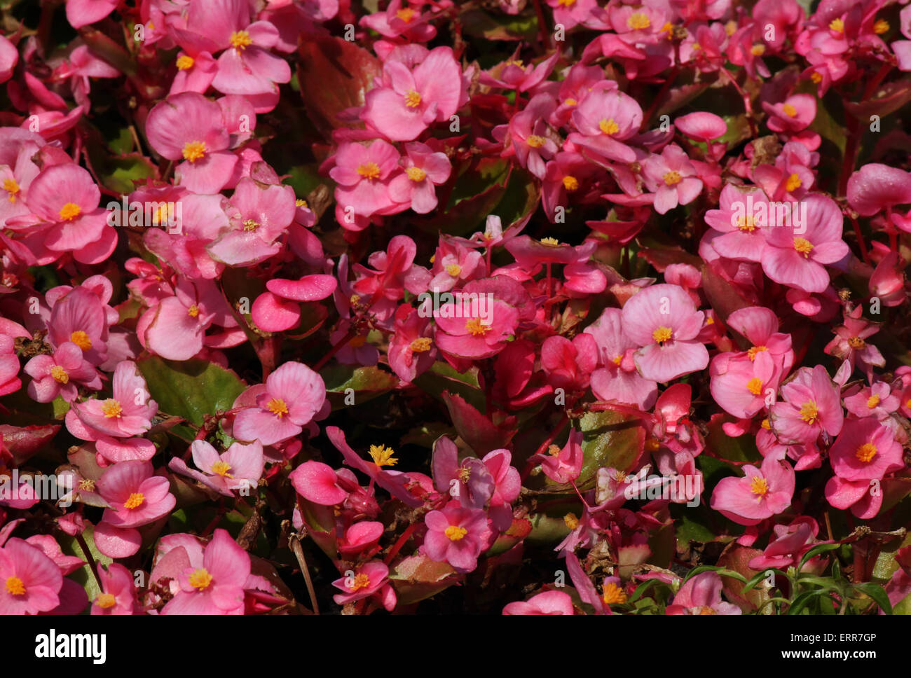 pink Begonia flowers in garden Stock Photo Alamy