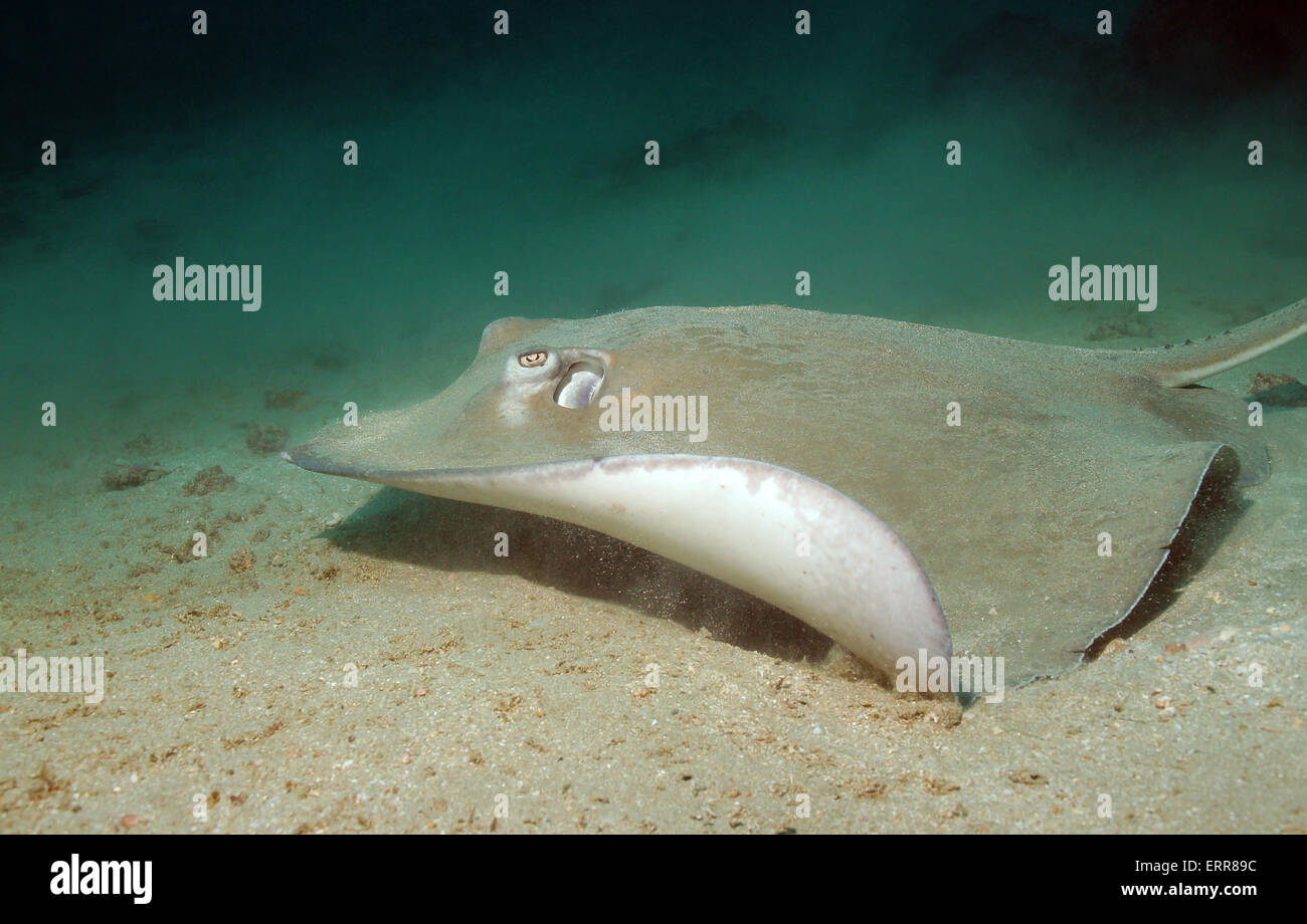 Southern Stingray (Dasyatis Americana) Swimming over Sand Bottom, Caño Island, Costa Rica Stock Photo